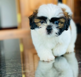 Shih Tzu Puppies For Sale - Simply Southern Pups